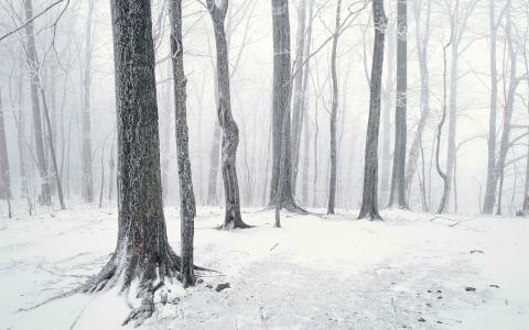 树雪冬季森林高清壁纸