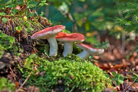 russula，蘑菇，特写壁纸