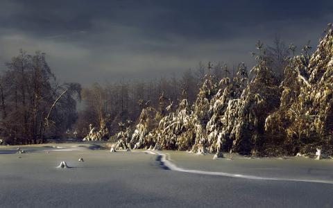 树雪冬季高清壁纸