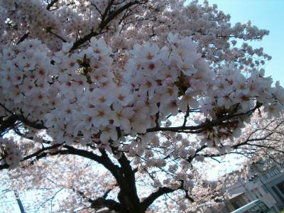 樱花特写壁纸