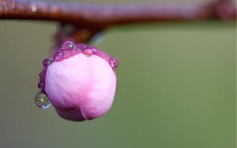 花樱桃宏分支粉红色滴露水芽酷壁纸