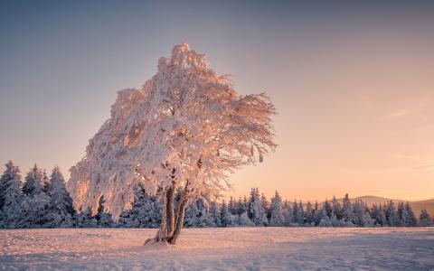 树雪冬季高清壁纸