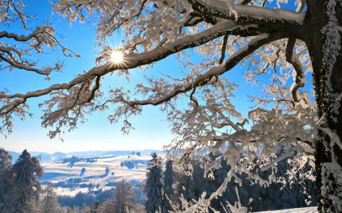 冬天，树枝，厚厚的积雪，太阳，瑞士壁纸