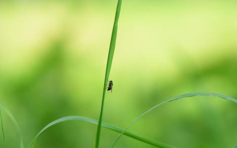 飞的壁纸