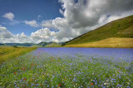 Castelluccio，意大利，鲜花壁纸