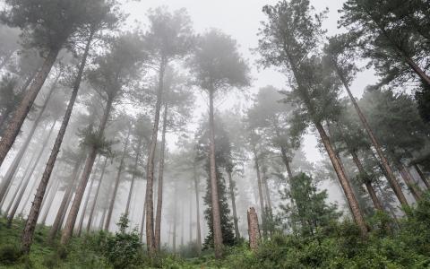 树森林高清壁纸