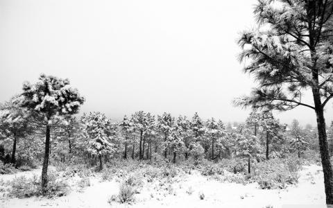 BW冬季雪树高清壁纸