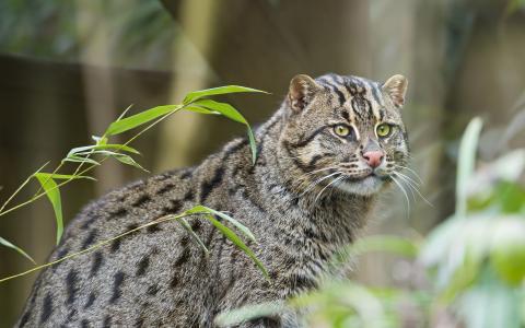 灰色的渔夫猫，钓鱼猫壁纸