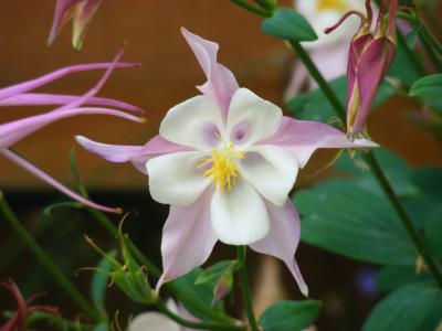 粉红aquilegia花园绿粉红色白色高清壁纸