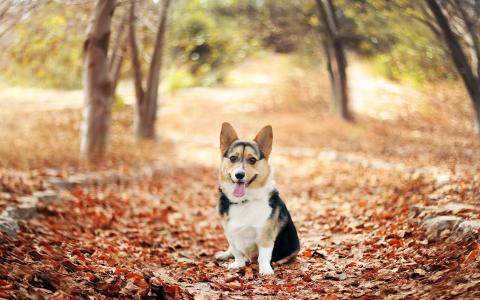 大自然树木动物狗柯基犬堕落的叶子秋季图片画廊壁纸