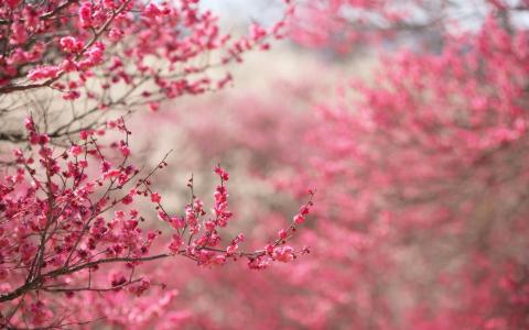 花高清壁纸