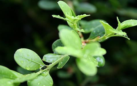 叶叶植物水下降宏高清壁纸