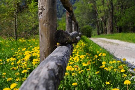 鲜花和路壁纸