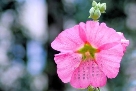 2019年7月粉红色蜀葵日历