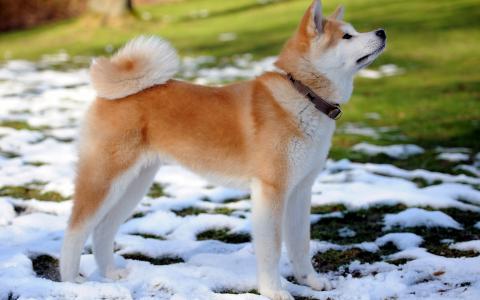 秋田犬犬壁纸