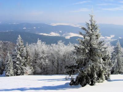 树冬季雪高清壁纸