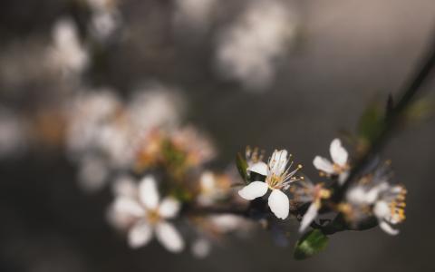 花宏高清壁纸