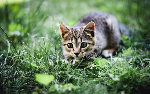 猫，夏天，草壁纸