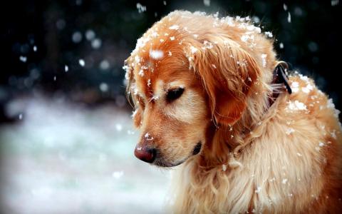 没有乐趣在雪壁纸