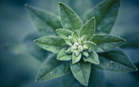 植物宏观绿色高清壁纸