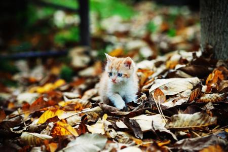 叶子，小猫，秋季壁纸