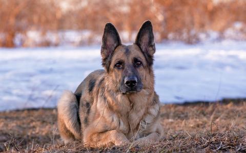 德国牧羊犬壁纸