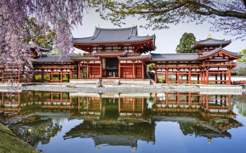 Byodo在日本，寺庙，池塘，反射，春天，樱桃壁纸