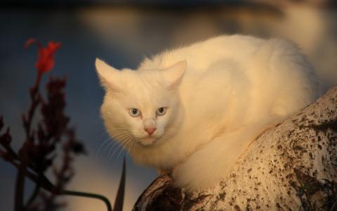 白色的猫壁纸