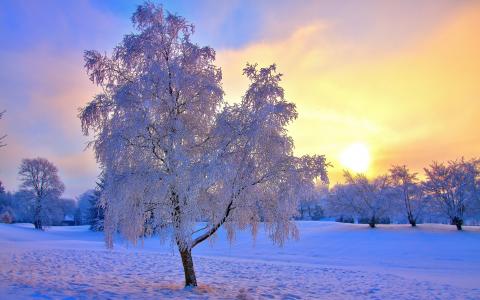 冬天的雪树，霜，天空，太阳，薄雾壁纸