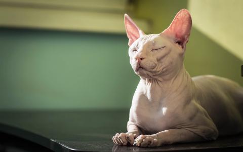 猫狮身人面像壁纸