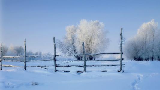 早上下雪，围墙，树木，冬季风景壁纸