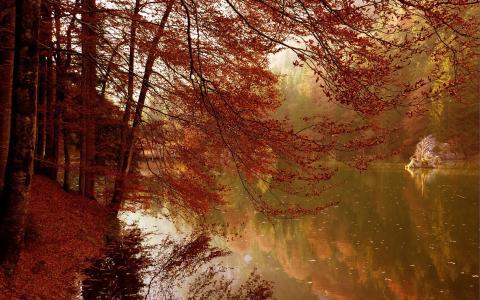 树Autumn河高清壁纸