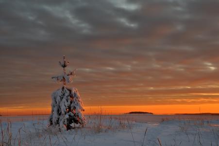 冬季雪夕阳壁纸