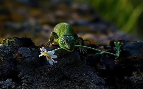 蜥蜴与花壁纸