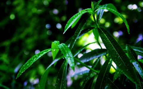 绿色的植物叶子叶子水滴水珠宏景高清壁纸