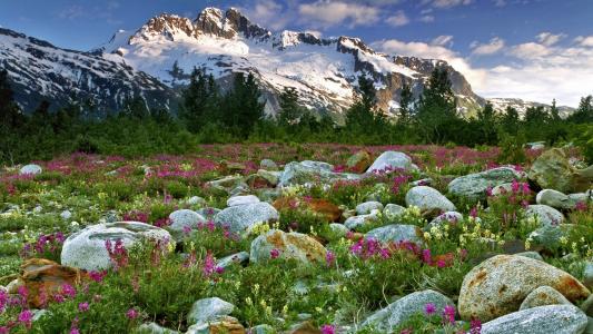 岩石石山水花高清壁纸