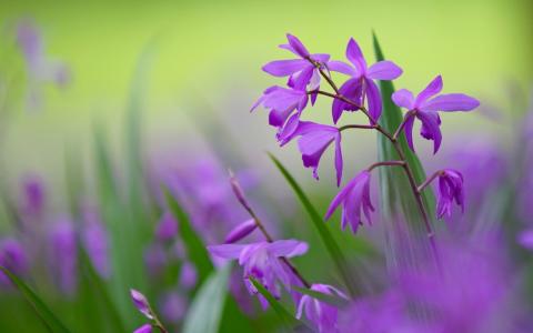 白flowers花高清壁纸壁纸