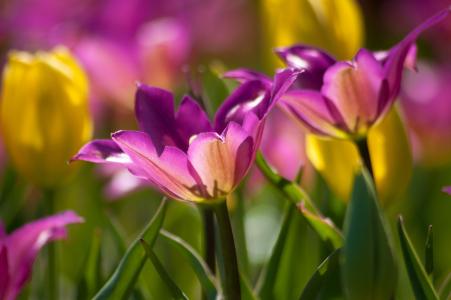 郁金香花壁纸