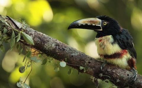 ***领Aracari ***壁纸