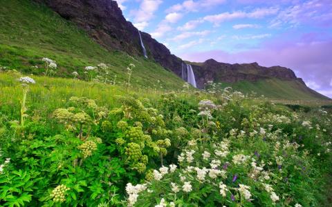 冰岛早晨的风景，山，草和鲜花，瀑布，丁香的天空，云壁纸