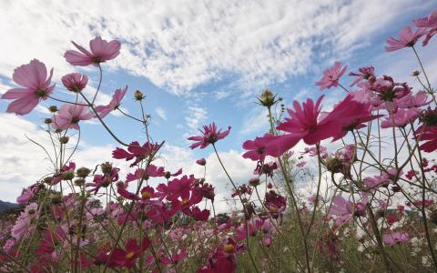 花高清壁纸