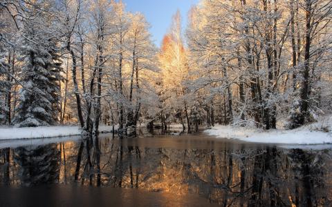 树森林雪冬季池塘倒影高清壁纸