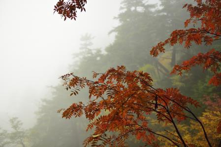 叶子，树木，性质，山，雾壁纸