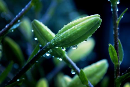 露水鲜花壁纸