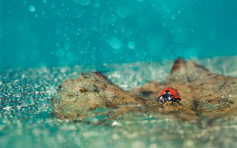 瓢虫雨滴壁纸