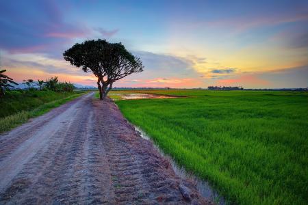 道路，树，场壁纸