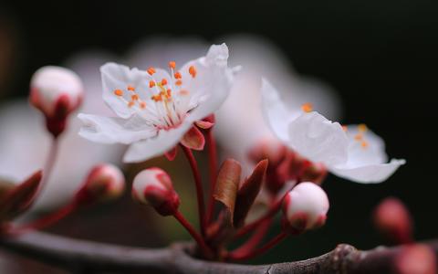 樱桃花春天壁纸