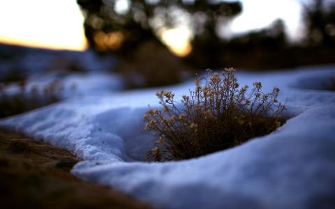 雪宏植物高清壁纸