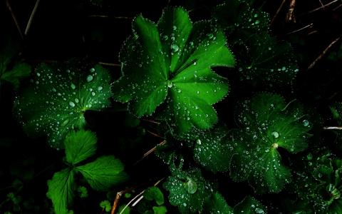 惊人的绿色花雨后壁纸