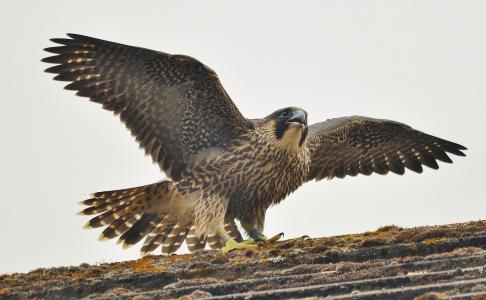 游隼，鸟，捕食者，falco peregrinus壁纸